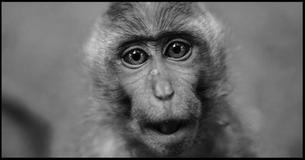 What Is Your Animal Personality?