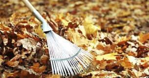 3 razones por las que deberíamos de dejar de limpiar hojas este otoño y nunca mirar atrás.