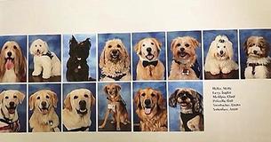 Parkland's High School Therapy Dogs Are Honored With Their Own Pictures In Yearbook