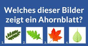 Erkennst Du diese Pflanzen?