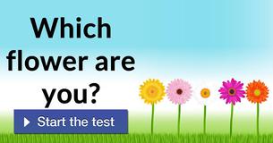 Which flower are you?
