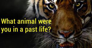 What animal were you in a past life?
