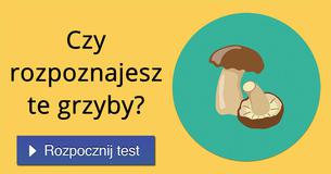 Czy rozpoznajesz te grzyby?