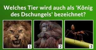 Wie viel weißt Du über den Dschungel?