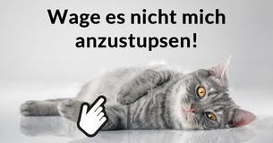 Könntest Du Dich um eine Katze kümmern?