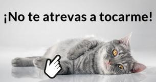 ¿Podrías cuidar de un gato?