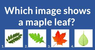 Do you recognize these plants? 