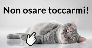 Saresti in grado di occuparti di un gatto?