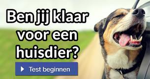 Ben jij klaar voor een huisdier?