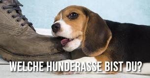 Welche Hunderasse bist Du?