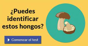 ¿Puedes identificar estos hongos?