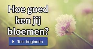 Hoe goed ken jij bloemen?