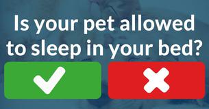 What does your pet think of you?