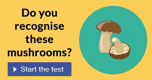 Do you recognise these mushrooms? 