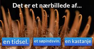 Kun et ud af 50 mennesker kan kende disse nærbilleder! Kan du?