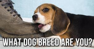 What dog breed are you?