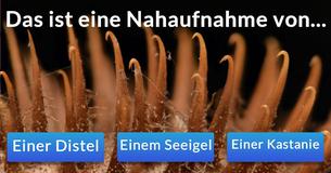 Nur eine aus 50 Personen kann diese Nahaufnahmen erkennen! Schaffst Du es? 
