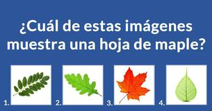 ¿Reconoces estas plantas?