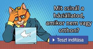 Mit csinál a háziállatod, amikor nem vagy otthon? 