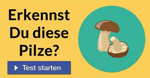 Erkennst Du diese Pilze?
