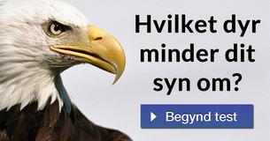 Hvilket dyr minder dit syn om?