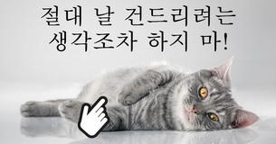 당신은 고양이를 키워줄 자격이 있을까요?