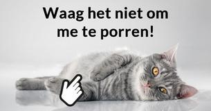 Zou jij voor een kat kunnen zorgen?