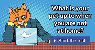 What is your pet up to when you are not at home?