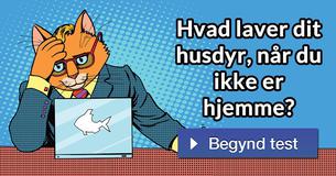 Hvad laver dit husdyr, når du ikke er hjemme?