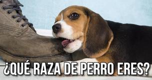¿Qué raza de perro eres?