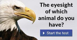 The eyesight of which animal do you have?