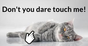 Would you be able to take care of a cat?