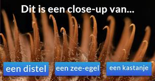 Slechts één op de 50 personen kan deze close-ups herkennen! Ben jij die ene persoon?