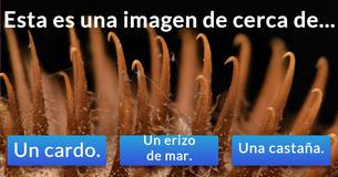 ¡Solo 1 de cada 50 personas puede reconocer estas imágenes de cerca! ¿Podrás hacerlo tú?