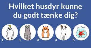 Hvem er din tv-ægtemand?