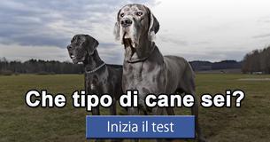 Che tipo di cane sei?