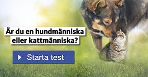 Är du en hundmänniska eller kattmänniska?