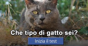 Che tipo di gatto sei?