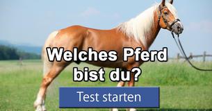 Welches Pferd bist du?