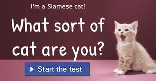 What sort of cat are you?