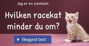 Hvilken racekat minder du om?