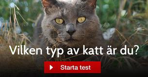 Vilken typ av katt är du?