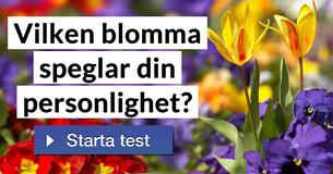 Vilken blomma speglar din personlighet?
