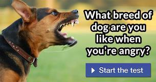 What breed of dog are you like when you're angry?