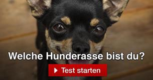 Welche Hunderasse bist du?