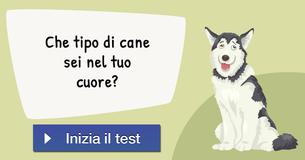 Che tipo di cane sei nel tuo cuore?