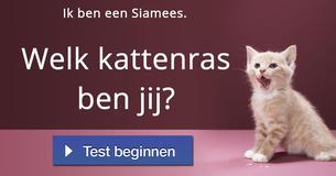 Welk kattenras ben jij? 