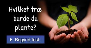 Hvilket træ burde du plante?