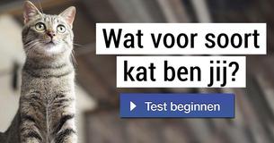 Wat voor soort kat ben jij?