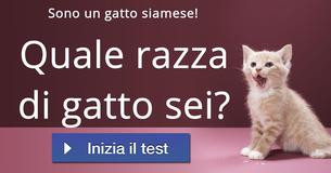 Quale razza di gatto sei?
